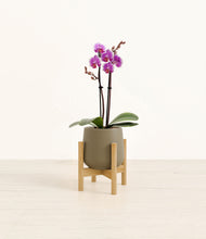Load image into Gallery viewer, Olive stand:bamboo
