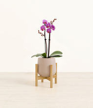 Load image into Gallery viewer, Eternal Gray stand:bamboo
