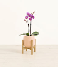 Load image into Gallery viewer, Gentle Pink stand:bamboo
