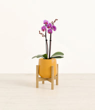 Load image into Gallery viewer, Mustard stand:bamboo
