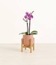 Load image into Gallery viewer, Calm Rose stand:bamboo

