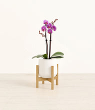 Load image into Gallery viewer, White stand:bamboo
