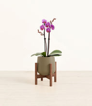 Load image into Gallery viewer, Olive stand:walnut
