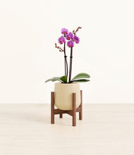 Load image into Gallery viewer, Almond Green stand:walnut
