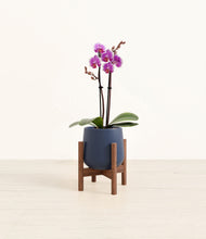 Load image into Gallery viewer, Deep Navy stand:walnut
