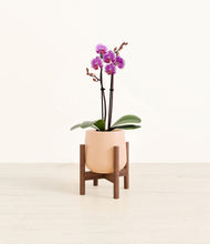 Load image into Gallery viewer, Gentle Pink stand:walnut
