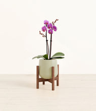 Load image into Gallery viewer, Turquoise stand:walnut
