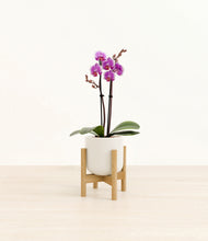 Load image into Gallery viewer, Cotton White stand:bamboo
