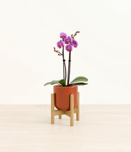 Load image into Gallery viewer, Glossy Red stand:bamboo
