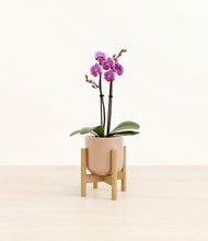 Load image into Gallery viewer, Glossy Pink stand:bamboo
