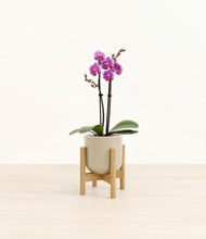 Load image into Gallery viewer, Sage Green stand:bamboo
