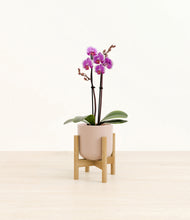 Load image into Gallery viewer, Sandy Pink stand:bamboo
