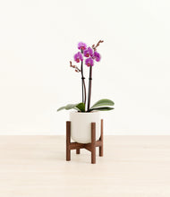 Load image into Gallery viewer, Cotton White stand:walnut
