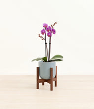 Load image into Gallery viewer, Misty Blue stand:walnut

