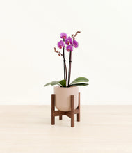Load image into Gallery viewer, Sandy Pink stand:walnut
