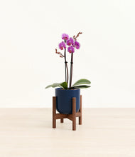 Load image into Gallery viewer, Twilight Blue stand:walnut
