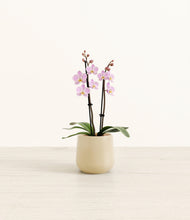 Load image into Gallery viewer, Almond Green*****Profile
