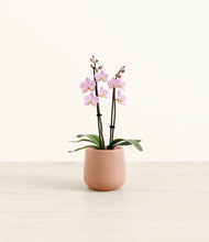 Load image into Gallery viewer, Calm Rose*****Profile
