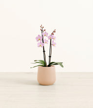 Load image into Gallery viewer, Gentle Pink*****Profile
