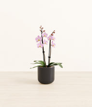 Load image into Gallery viewer, Stone Black*****Profile
