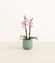 Load image into Gallery viewer, Reactive Aqua*****Profile
