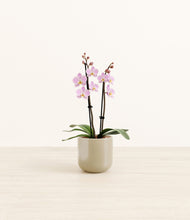 Load image into Gallery viewer, Sage Green*****Profile
