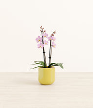 Load image into Gallery viewer, Key Lime Yellow*****Profile
