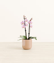 Load image into Gallery viewer, Glossy Pink*****Profile
