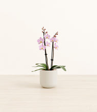 Load image into Gallery viewer, Cotton White*****Profile
