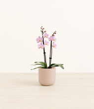 Load image into Gallery viewer, Sandy Pink*****Profile
