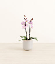 Load image into Gallery viewer, Snowdrift White*****Profile

