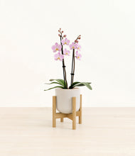 Load image into Gallery viewer, Snowdrift White stand:bamboo
