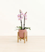 Load image into Gallery viewer, Striped Rose Pink stand:bamboo
