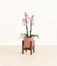 Load image into Gallery viewer, Striped Rose Pink stand:walnut

