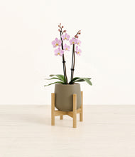 Load image into Gallery viewer, Olive stand:bamboo
