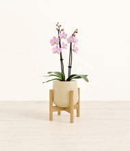 Load image into Gallery viewer, Almond Green stand:bamboo
