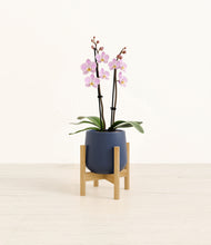 Load image into Gallery viewer, Deep Navy stand:bamboo
