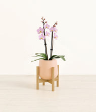 Load image into Gallery viewer, Gentle Pink stand:bamboo
