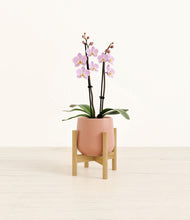 Load image into Gallery viewer, Calm Rose stand:bamboo
