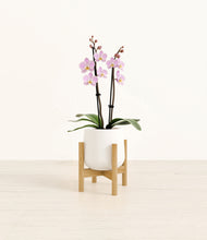 Load image into Gallery viewer, White stand:bamboo
