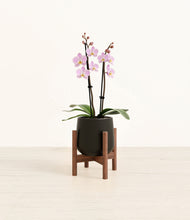 Load image into Gallery viewer, Black stand:walnut
