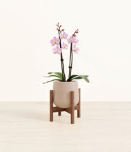 Load image into Gallery viewer, Eternal Gray stand:walnut
