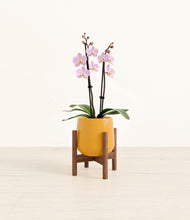Load image into Gallery viewer, Mustard stand:walnut
