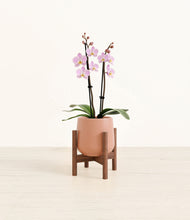 Load image into Gallery viewer, Calm Rose stand:walnut
