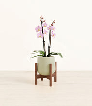 Load image into Gallery viewer, Turquoise stand:walnut
