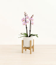 Load image into Gallery viewer, Cotton White stand:bamboo
