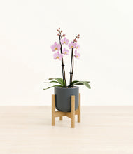 Load image into Gallery viewer, Iron Gray stand:bamboo
