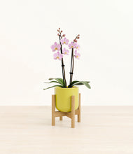 Load image into Gallery viewer, Key Lime Yellow stand:bamboo
