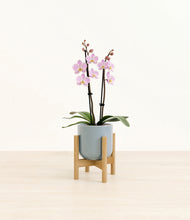 Load image into Gallery viewer, Misty Blue stand:bamboo
