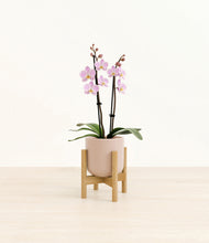 Load image into Gallery viewer, Sandy Pink stand:bamboo

